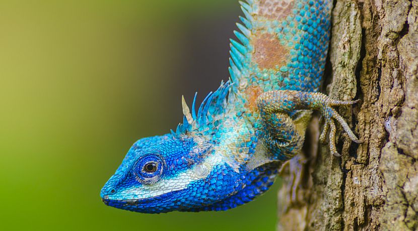 Reptile Awareness Day - Learn About This Ancient Species!