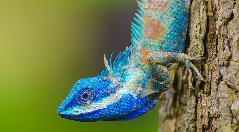 Reptile Awareness Day - Learn About This Ancient Species!