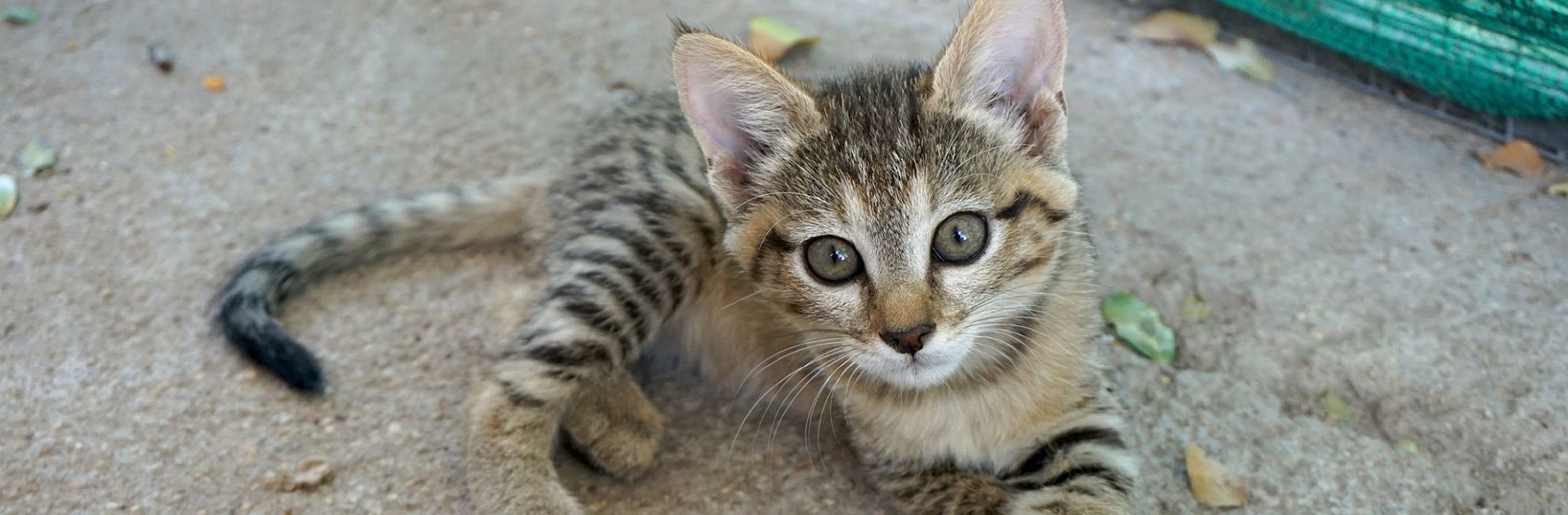 Welcome to the Family – The Latest Arrivals at the Wildlife Orphanage in South Africa!