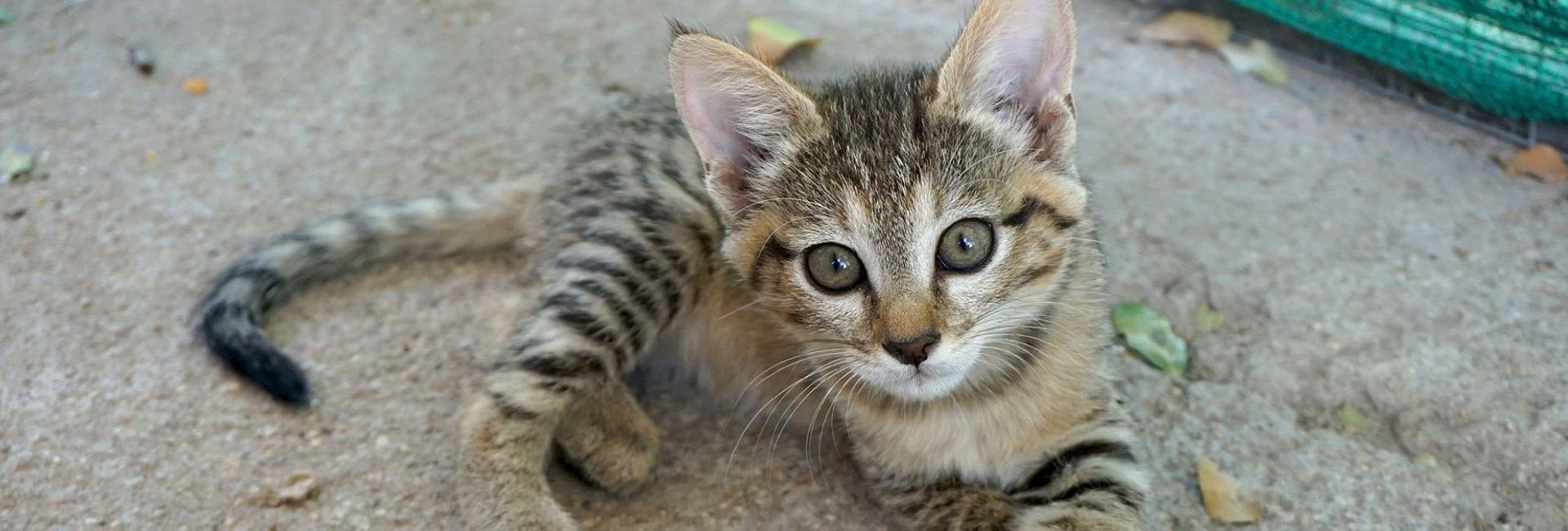 Welcome to the Family – The Latest Arrivals at the Wildlife Orphanage in South Africa!