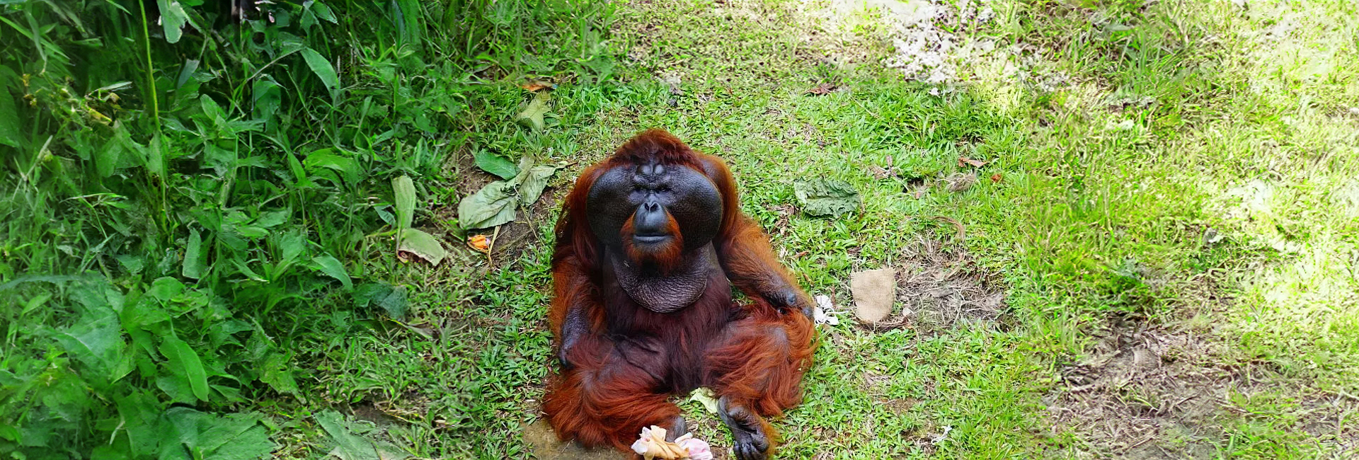 A Volunteers Visit To The Great Orangutan Project - Check Out Chris' Amazing Pictures From The Project!