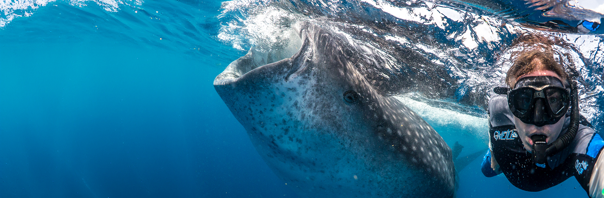 Whale Shark Conservation