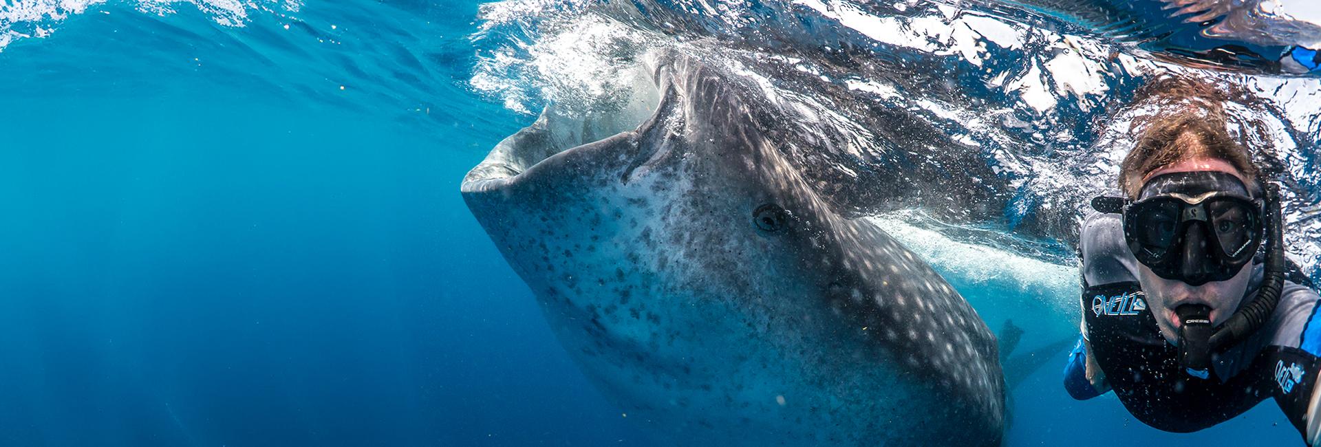 Whale Sharks