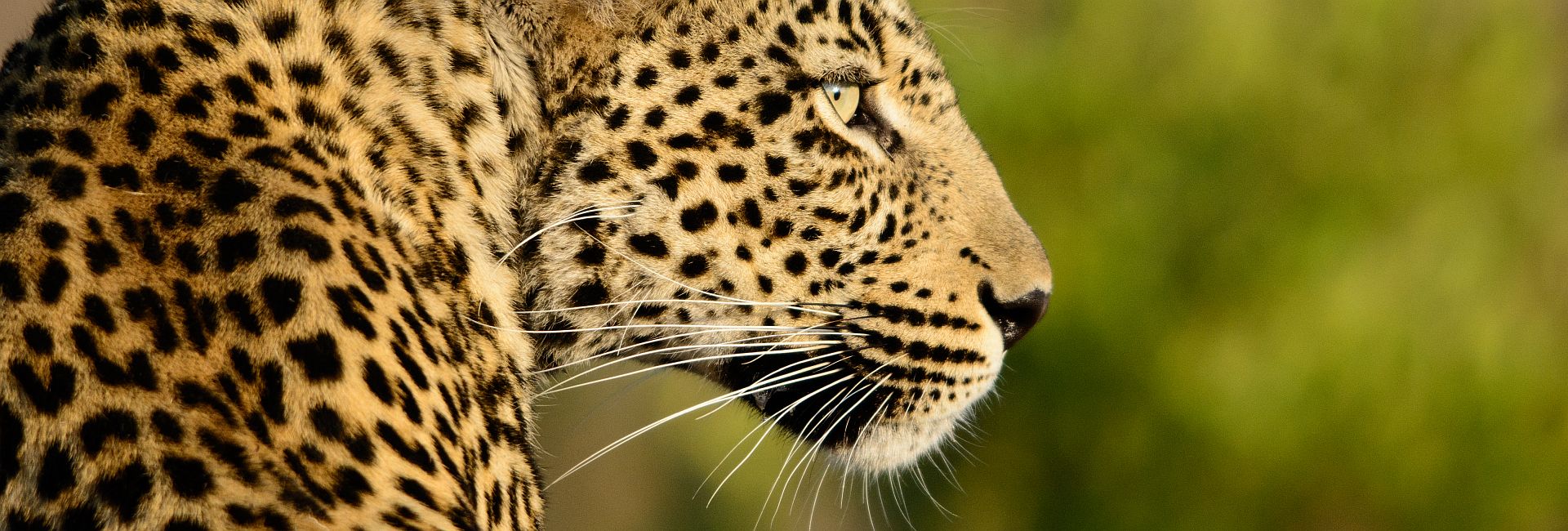 Human - Wildlife Conflict In Namibia