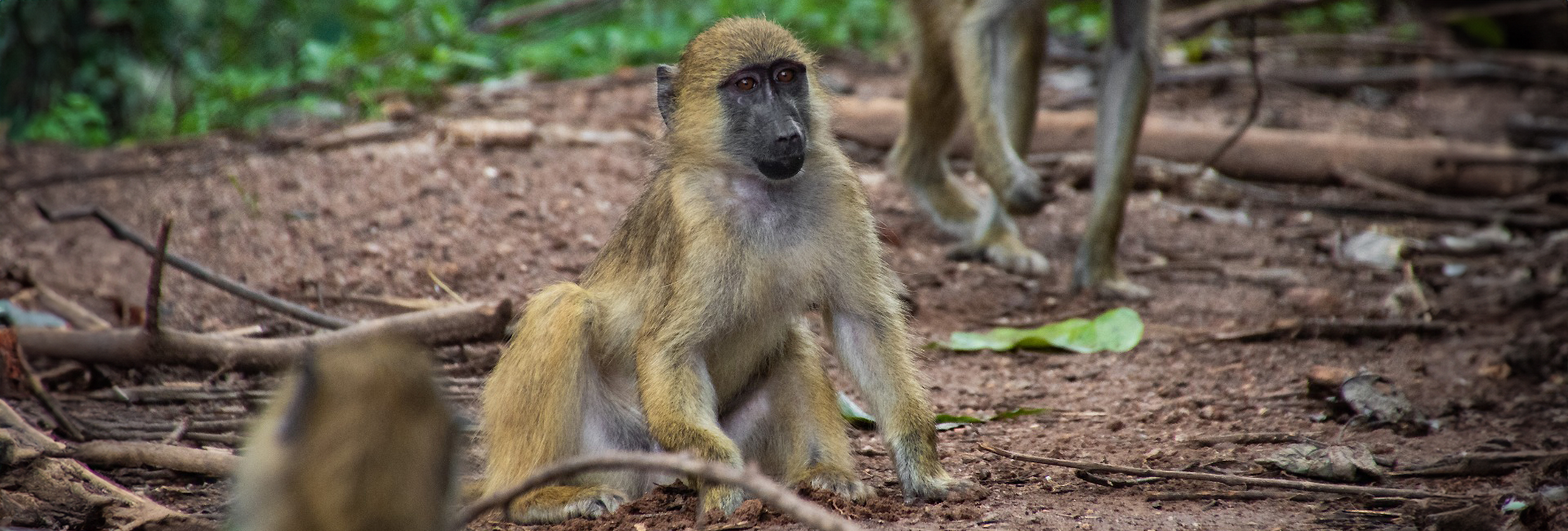 Lilongwe Wildlife Centre - Pretzel's Story