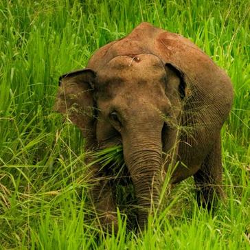 Visiting The Great Elephant Project As A Last Minute, Diabetic, Solo, Female Traveller!