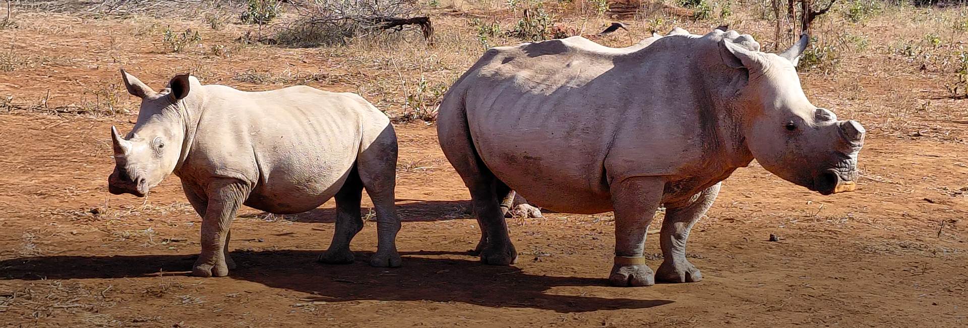 Sara’s Volunteering Experience at SanWild Sanctuary & Reserve