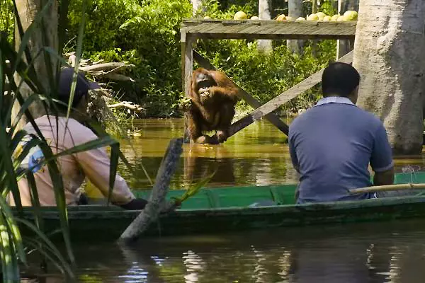 Orangutan Observation at the Nyaru Menteng Orangutan Sanctuary