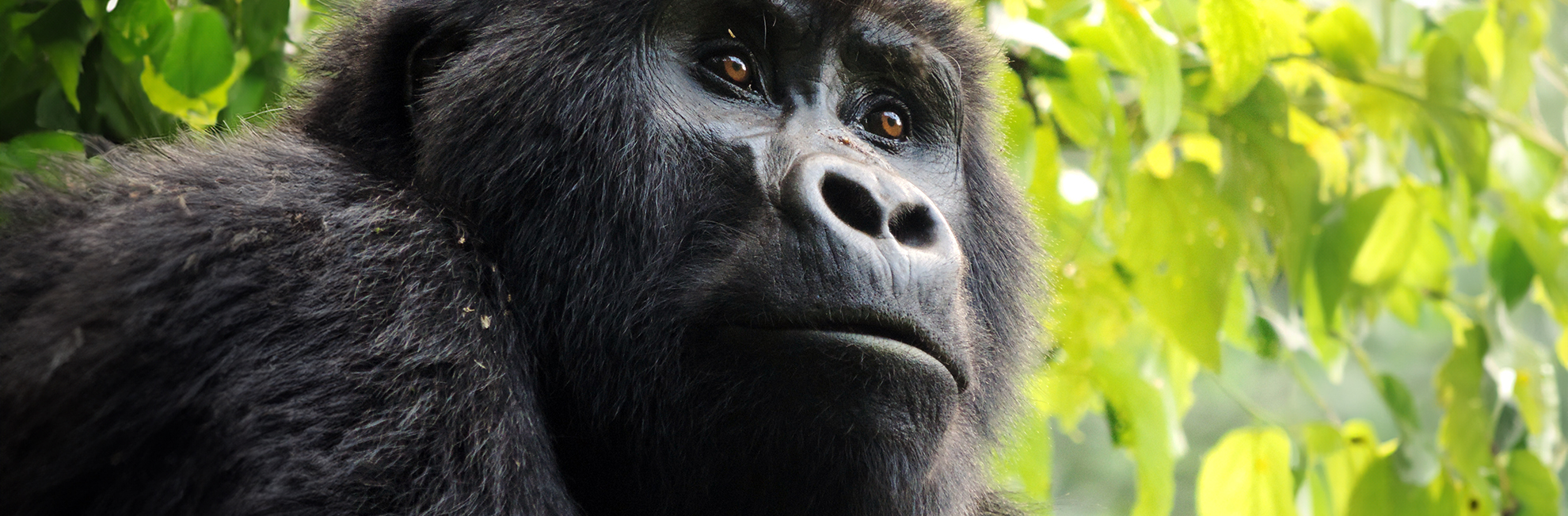 Gorilla Conservation