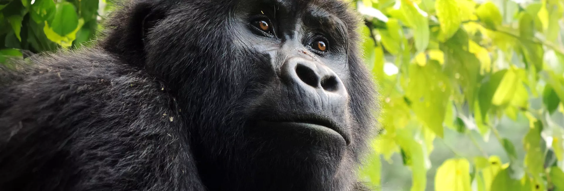 Gorilla Conservation
