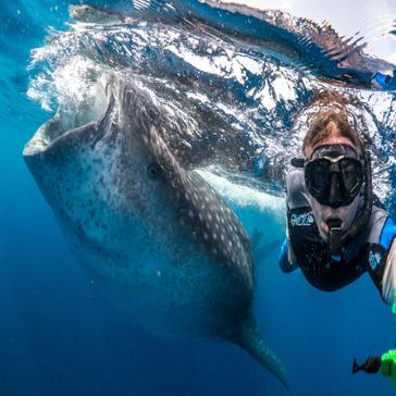 The Top 5 'Out of the Ordinary' Wildlife Volunteer Experiences