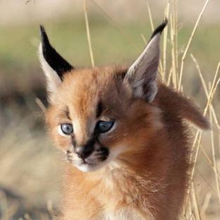 2 New Babies Arrive At The Namibia Wildlife Sanctuary! 