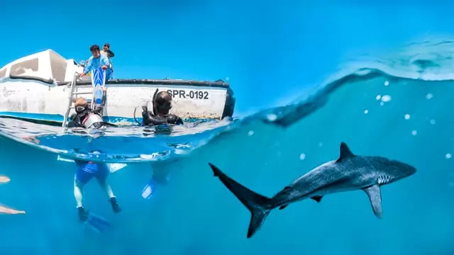 Volunteer with Sharks with The Great Projects