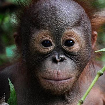 Save 15% Off Of Your Place On The Samboja Lestari Orangutan Volunteer Project!