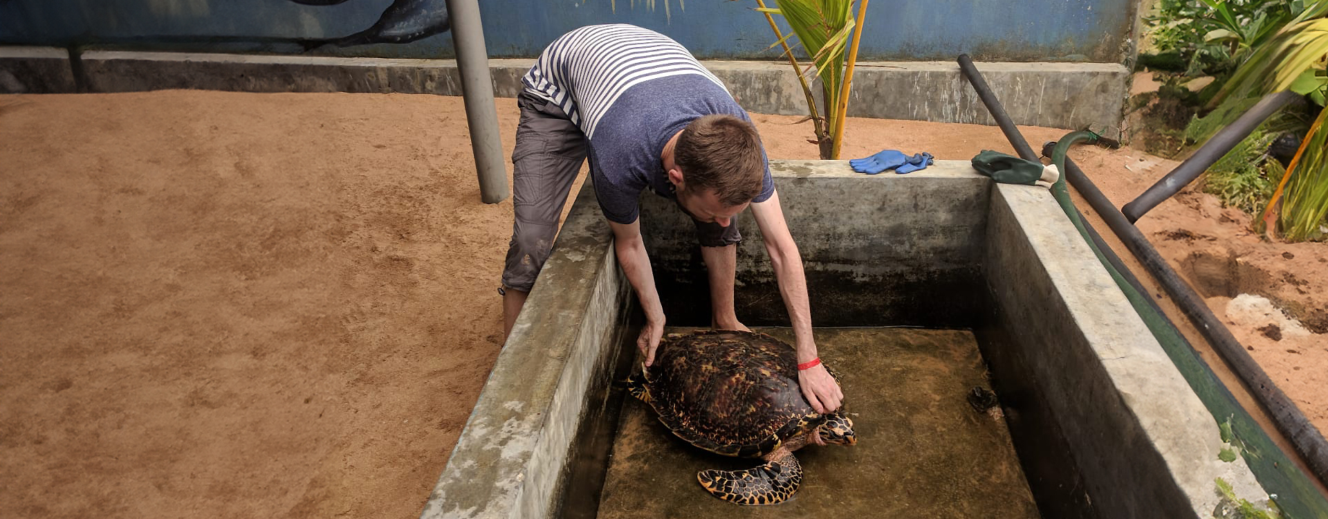 The Great Turtle Project – A Typical Day In The Life Of A Volunteer