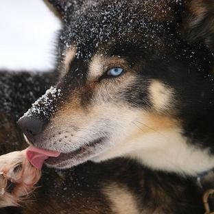 Discover How The Husky Has Earned Its Place In Finnish History!