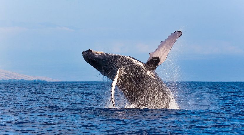 Whale Facts - Learn All About These Fascinating Creatures!