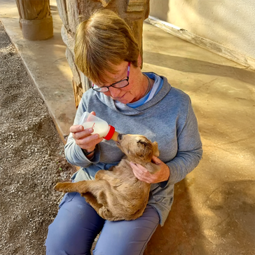 Sara’s Volunteering Experience at SanWild Sanctuary & Reserve