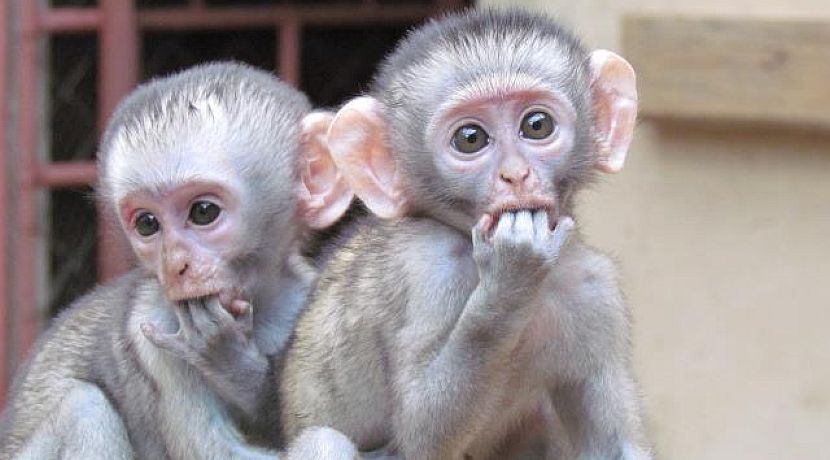 Animal Orphan Season - Aide wildlife conservation today