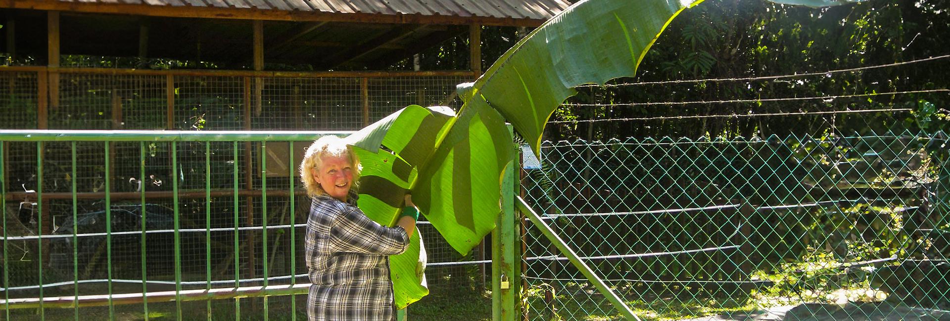 The Great Orangutan Project - A Volunteer's Perspective