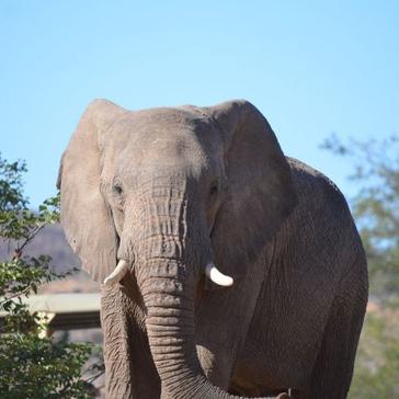 A Day In The Life Of An Elephant Volunteer!