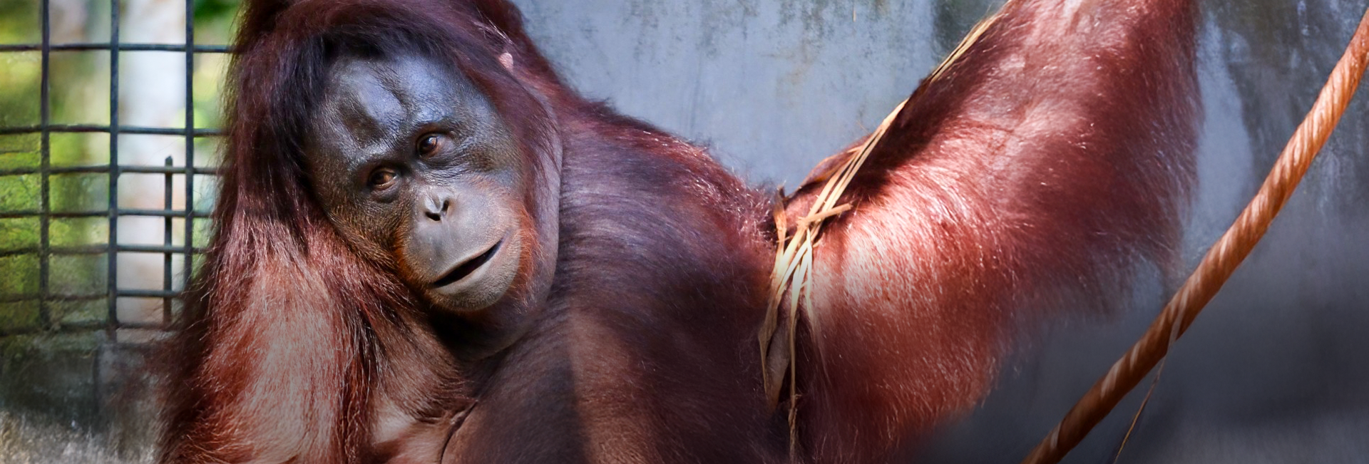 Wild Aspirations: Meet the Orangutans Ready for Life Beyond Samboja Lestari