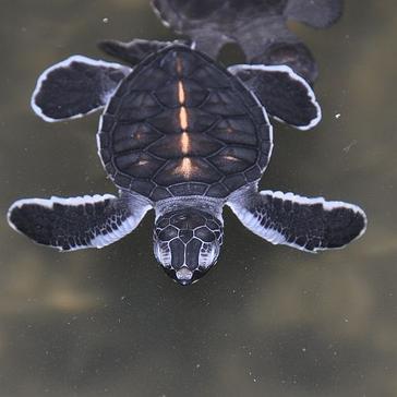 A Day In The Life Of A Great Turtle Project Volunteer
