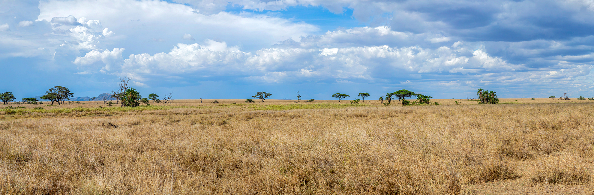 Zululand Wildlife Conservation Project – Tembe’s Wild Dog Pack Is Growing!