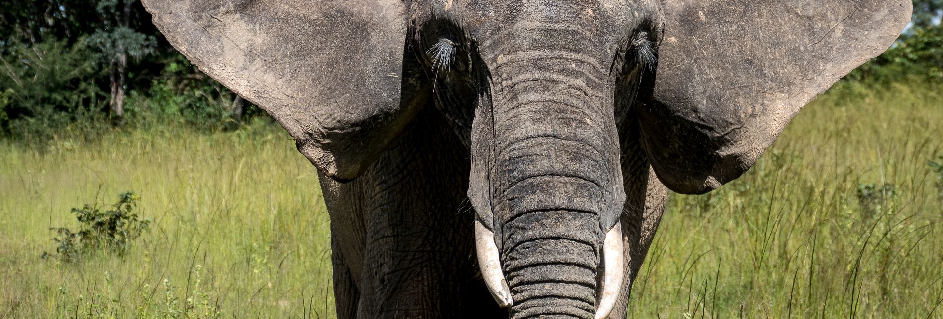 Connor's Top 3 Highlights From The Rhino And Elephant Conservation Project! 