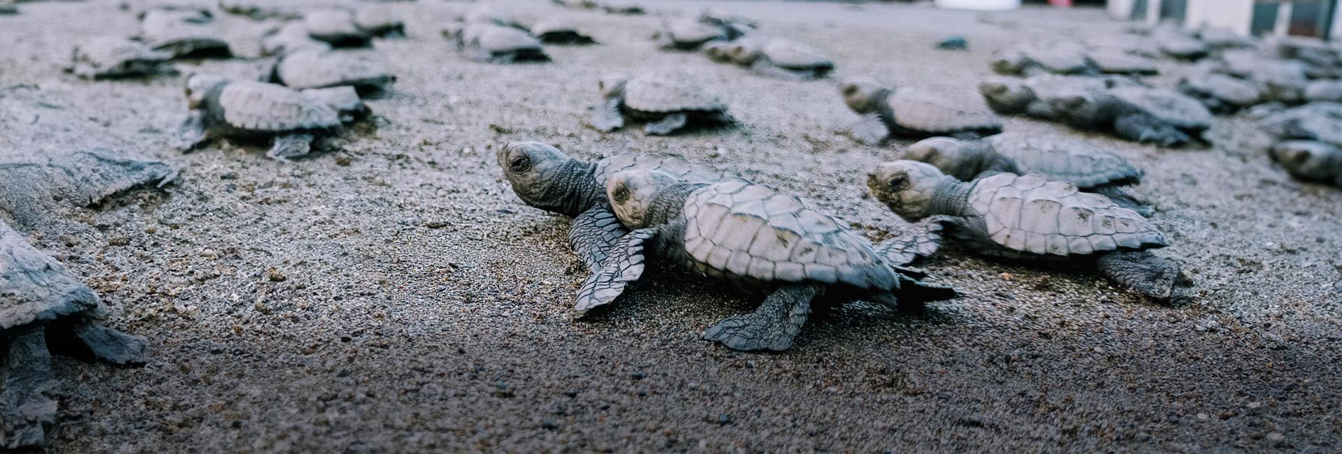 Lydia’s Costa Rica Turtle Conservation Experience!