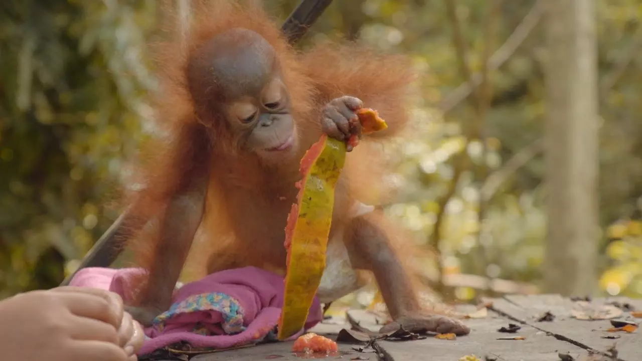 Catherine Capon's trip to Samboja Lestari