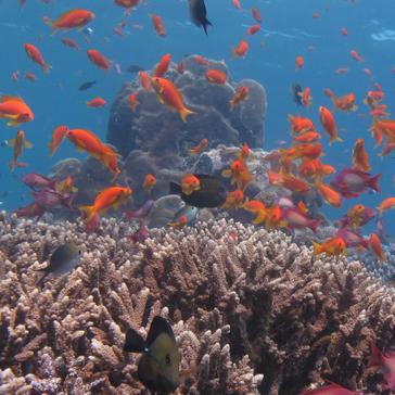 Learn More About Our Marine Conservation Projects