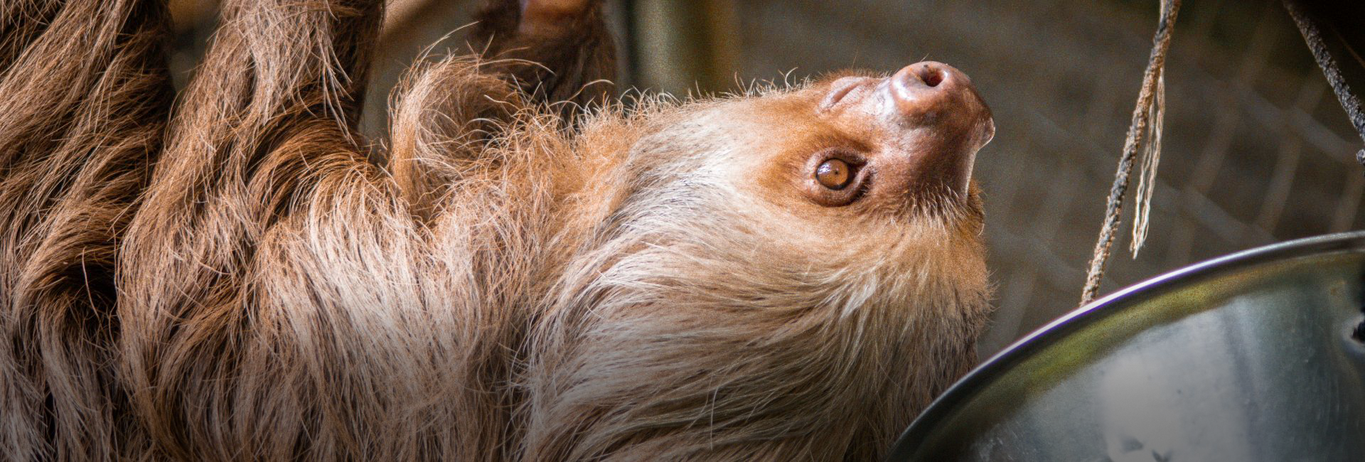 Meet Some of the Faces at the Sloth Conservation & Wildlife Experience 
