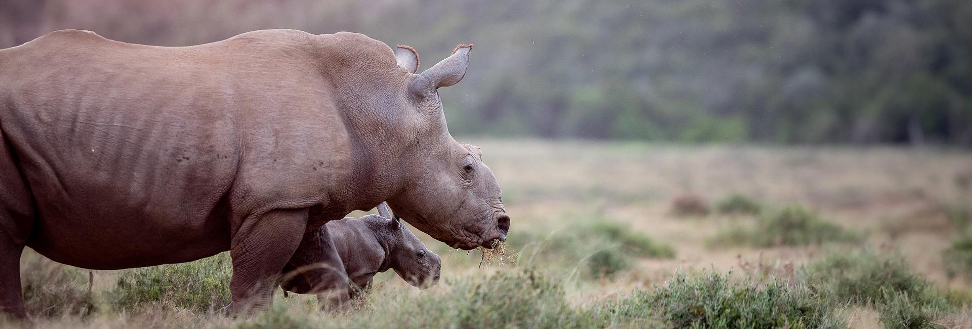 Thandi and Family – New Baby Rhino at Kariega!