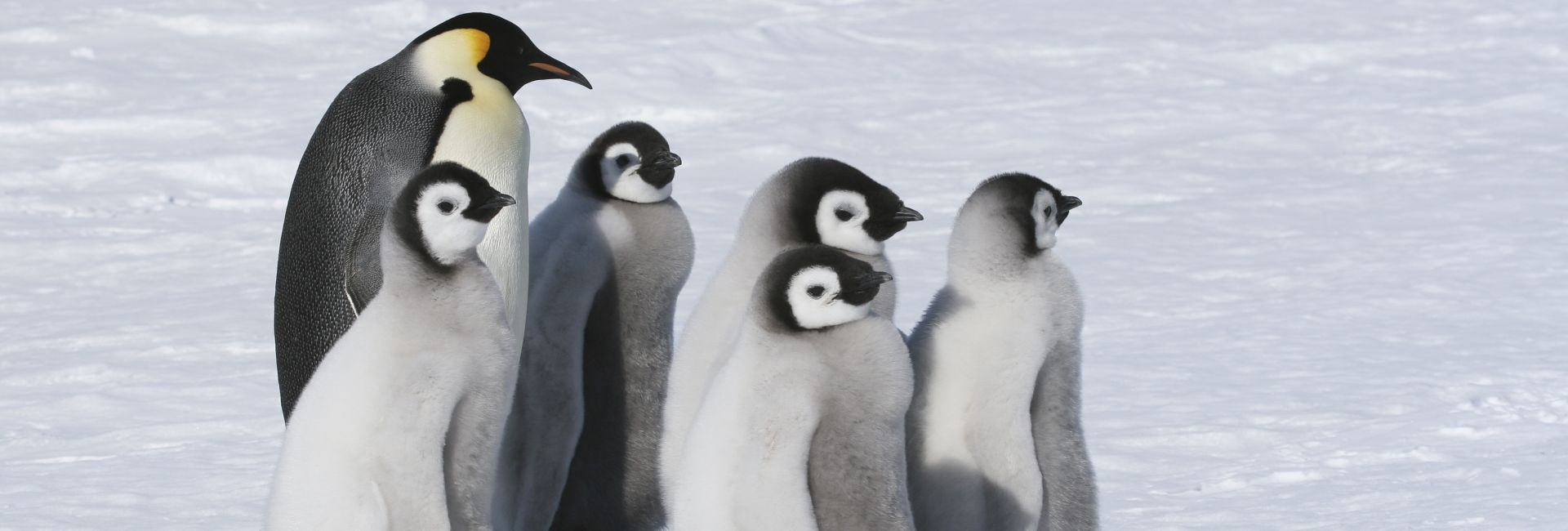 World Wildlife Day 2017 - "Listen To The Young Voices" 