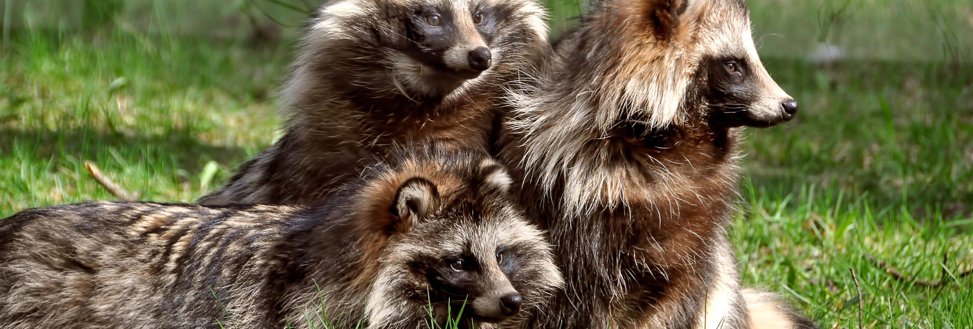 Fall In Love With The Raccoon Dog On Valentines Day!
