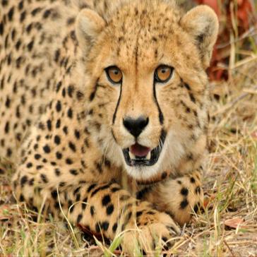 Cheetahs Released onto Selati Game Reserve