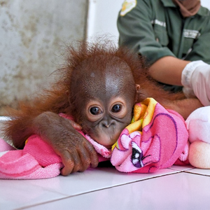 Samboja Lestari Orangutan Volunteer Project Rescues Two Baby Orangutans