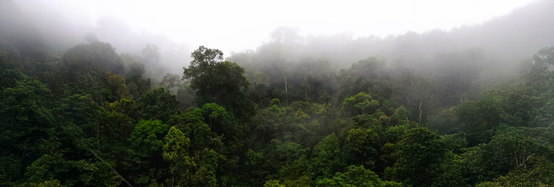 Six Orangutans Set Free: A Journey Back to the Wild