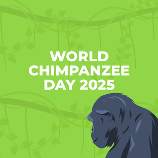 Celebrating World Chimpanzee Day 2025