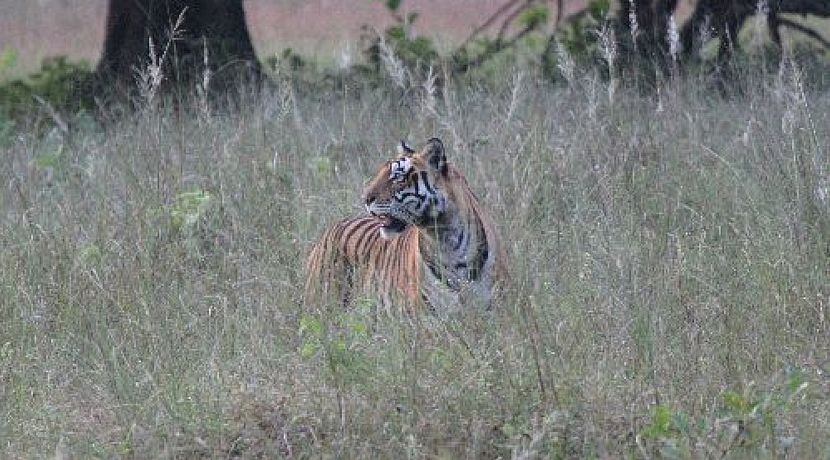 The Great Tiger Project