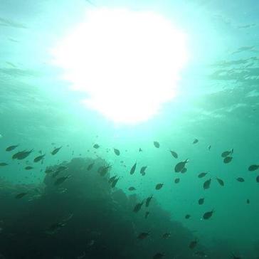 Visit The Mafia Island Whale Shark Conservation Project And Get A Whopping 33% Discount! 