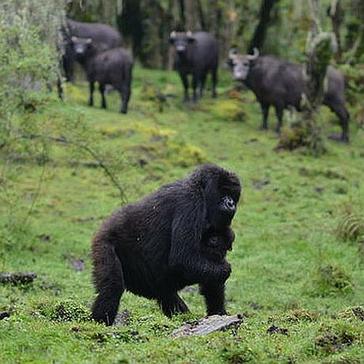 News In Review – A Round Up Of The Major Animal News Stories From 2017