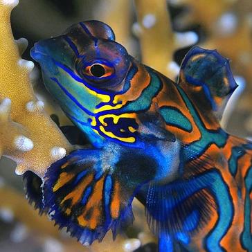 Why You Should DEFINITELY Visit Raja Ampat