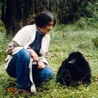Honouring Dian Fossey’s Legacy on World Gorilla Day