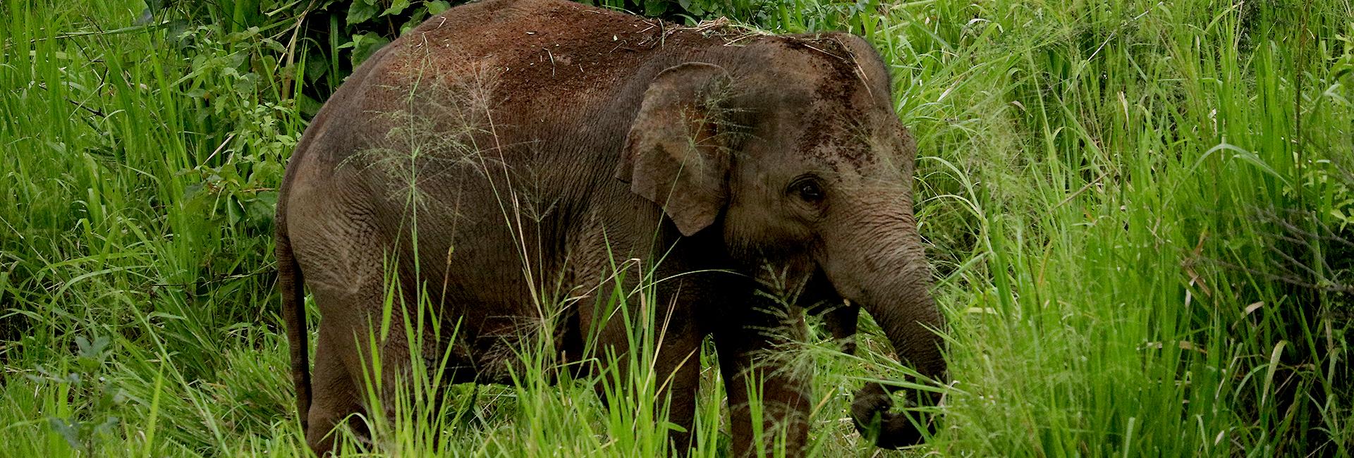 Meet The Poachers Turned Staff At The Great Elephant Project