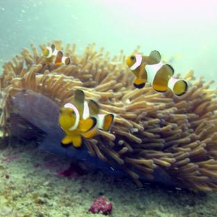 How The Perhentian Islands Marine Project Keeps Their Coasts Clear