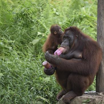Ellie's Arty Party - How Art Is Aiding Conservation!