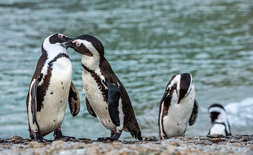 Christmas 2016 - Animal Aftermath