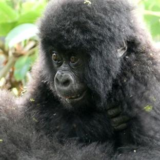 Kathy & Drew's Great Gorilla Experience